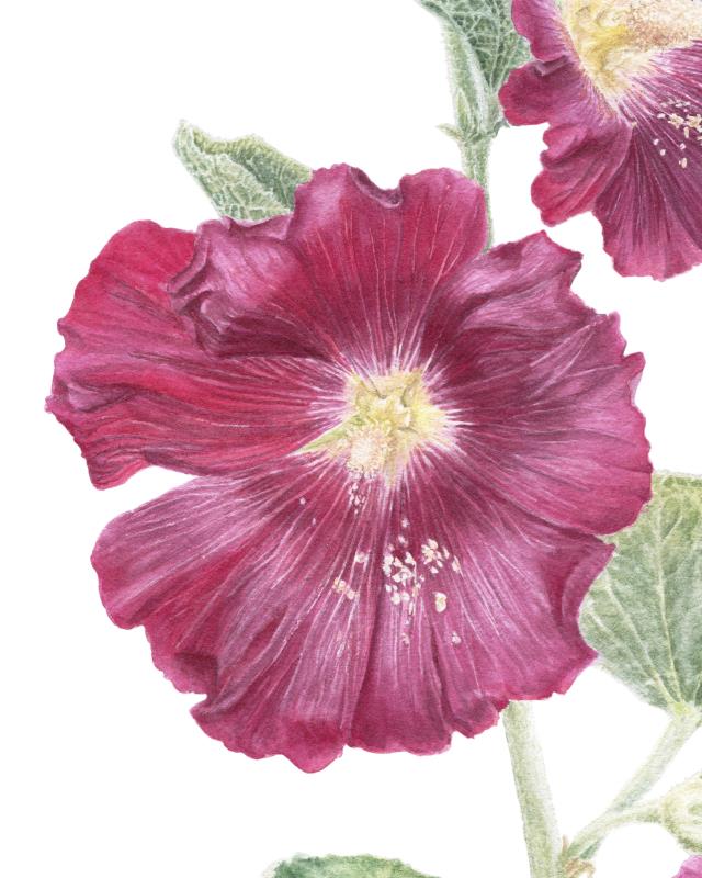 Hollyhocks